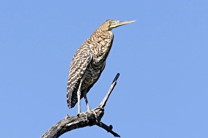 Bare-throated Tiger Heron. Immature Bare-throated Tiger Heron. Immature