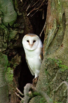 Holes Collection: Barn Owl - at entrance of nesting hole, Northumberland, UK