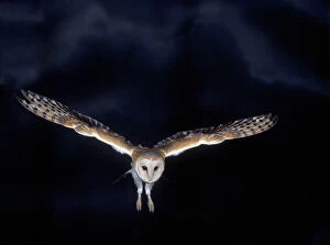 Landing Collection: Barn Owl - in flight, at night