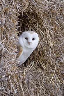 Barn Owl - resting amongst some bales of hay - November Barn Owl - resting amongst some bales of hay - November
