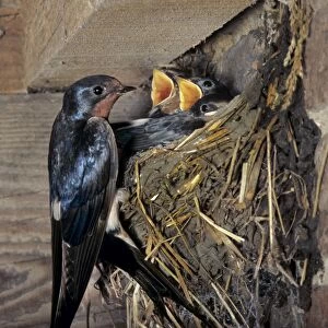 Barn Swallow - feeding young at nest