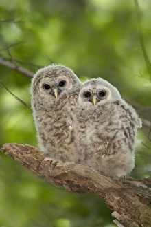Barred Owl - fledglings just outside of their nest cavity Barred Owl - fledglings just outside of their nest cavity