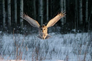 Birds Gallery: Barred OWL - in flight, wings spread