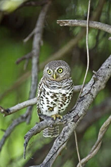 Barred Owl - Sitting on branch