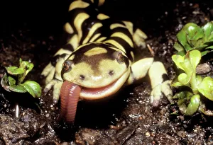 Barred Tiger SALAMANDER - eating earthworm Barred Tiger SALAMANDER - eating earthworm