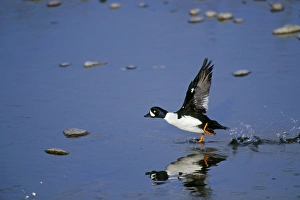 Barrows Goldeneye - male taking off Barrows Goldeneye - male taking off