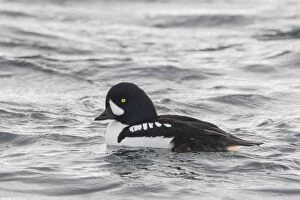Images Dated 11th February 2017: Barrows Goldeneye swimming drake Iceland