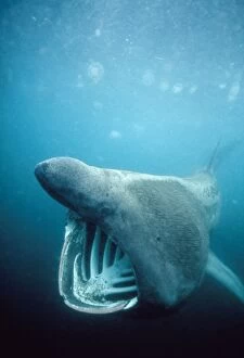 Basking Shark Gallery: Basking SHARK - with mouth open