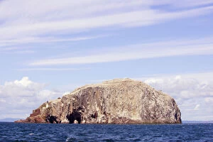 Colonies Collection: Bass Rock with Northern Gannets In flight around the rock. Scotland