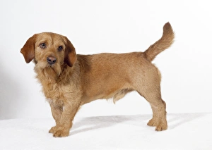 Enzo basset fauve de bretagne hot sale for sale