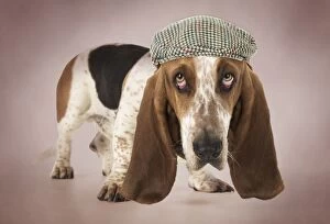 Basset Hound dog with a sad expression wearing a flat cap hat