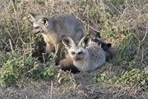 Bat-Eared Fox - By burrow on open plains