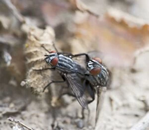 BB-1274 Flesh flies - mating