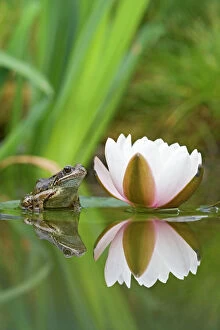 BB-1302 Common frog - on lily pad with reflection