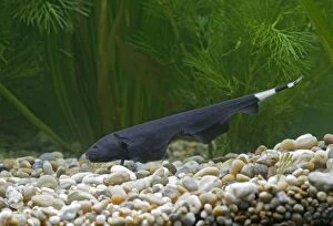 G Gallery: Ghost Knifefish