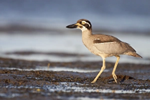 Beach Stone-Curlew / Beach Thick-Knee - walking along shoreline near typical habitat of Beach Stone-Curlew / Beach Thick-Knee - walking along shoreline near typical habitat of