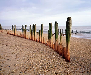 Protection Collection: Beach Weathered groynes at Winchelsea Beach, East Sussex, UK