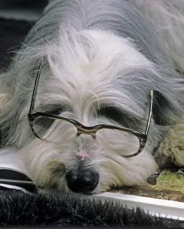 Bearded Collie Dog - Lying down asleep wearing spectacles Bearded Collie Dog - Lying down asleep wearing spectacles