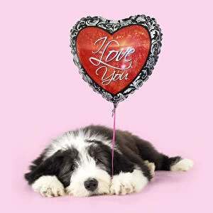 I Love You Gallery: Bearded Collie Dog, puppy lying down holding
