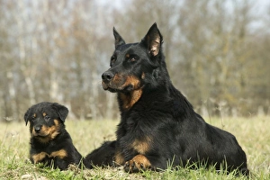 Beauceron Dog - Adult with puppy Beauceron Dog - Adult with puppy