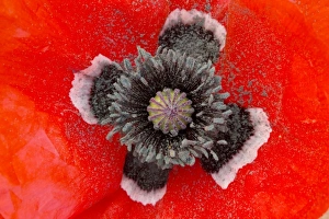 Beautiful form of field poppy, Papaver rhoeas, with black and white centre Beautiful form of field poppy, Papaver rhoeas, with black and white centre