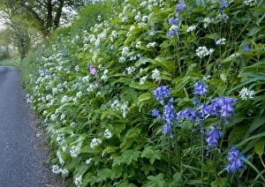 Beautiful old flowery roadside verge / hedgebank. Mass of Wild Garlic (Allium ursinum) Beautiful old flowery roadside verge / hedgebank. Mass of Wild Garlic (Allium ursinum)