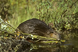 Beaver - hauling limb back to winter food cache Beaver - hauling limb back to winter food cache