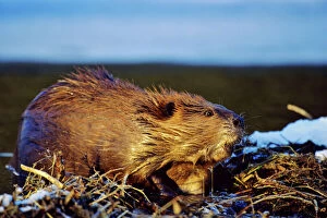 Beaver - working on beaver dam, late autumn