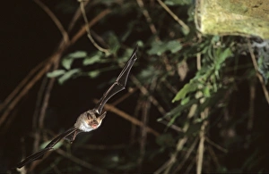 Bechsteins bat flying into a cave ( old iron mine) post breeding season ( end of august) Bechsteins bat flying into a cave ( old iron mine) post breeding season ( end of august)