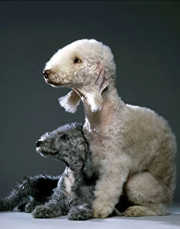 Images Dated 16th December 2011: Bedlington Terrier Dogs