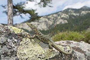 Bedriagas Rock Lizard - female in mountain habitats Bedriagas Rock Lizard - female in mountain habitats
