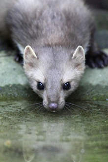 Beech / Stone Marten - drinking from pool Beech / Stone Marten - drinking from pool