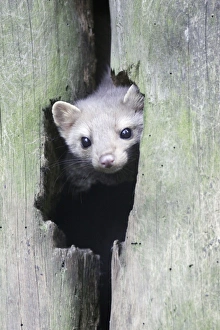 Beech / Stone Marten - looking out of den entrance in tree stem Beech / Stone Marten - looking out of den entrance in tree stem