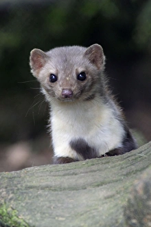 Beech / Stone Marten - portrait of animal looking alert Beech / Stone Marten - portrait of animal looking alert