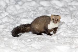 Beech / Stone Marten - in snow covered garden Beech / Stone Marten - in snow covered garden