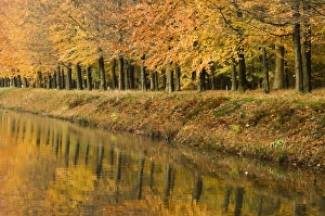 Beech Trees - Autumn colours - along river bank Beech Trees - Autumn colours - along river bank