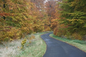 Beech Woodland, in autumn colour and country road Beech Woodland, in autumn colour and country road