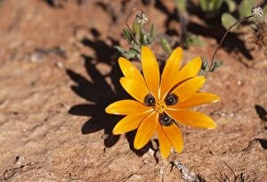 Images Dated 3rd February 2005: Beetle Daisy Showing mimic eyes to attract Bee-fly pollinator, Namaqualand, South Africa