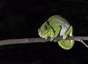 Belted Chameleon female on tree
