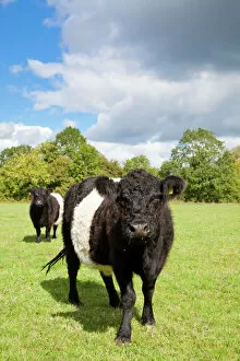 Belted Galloway Gallery: Belted Galloway - two cows in a field used for grazing a wild flower meadow