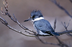 絵画J・HOOK KINGFISHER IN AN EXOTTC GARDEN 絵画J・HOOK KINGFISHER IN AN EXOTTC GARDEN