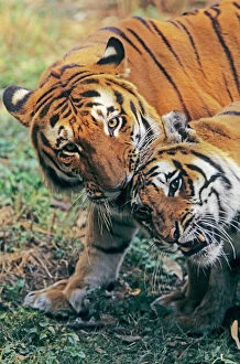 Images Dated 16th January 2008: Bengal / Indian Tiger - couple courting. Bandhavgarh National Park - India