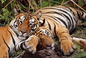 Bengal / Indian TIGER - x two resting