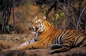 Images Dated 16th January 2008: Bengal / Indian Tiger - yawning. Bandhavgarh National Park - India