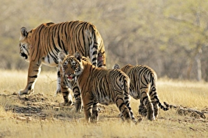 Bengal / Indian Tigeress with cubs - moving to a safer place after fight with another Bengal / Indian Tigeress with cubs - moving to a safer place after fight with another