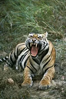 Images Dated 23rd June 2004: Bengal Tiger
