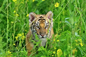 Bengal Tiger - cub, Endangered Species