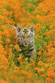 Color Collection: Bengal tiger - cub, Endangered Species C3B1708