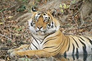 Temperature Control Collection: Bengal Tiger JVG 3376 Young male, 3 years old. Panthera tigris tigris © Joanna Van Gruisen / ARDEA