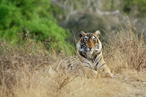 Images Dated 28th March 2008: Bengal tiger - Lying down - Ranthambhore